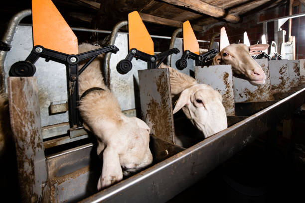 istock sheep in the milking box 1176386544
