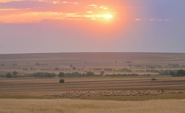 istock Sheep On Field In Warm Sunset Light 1176387444