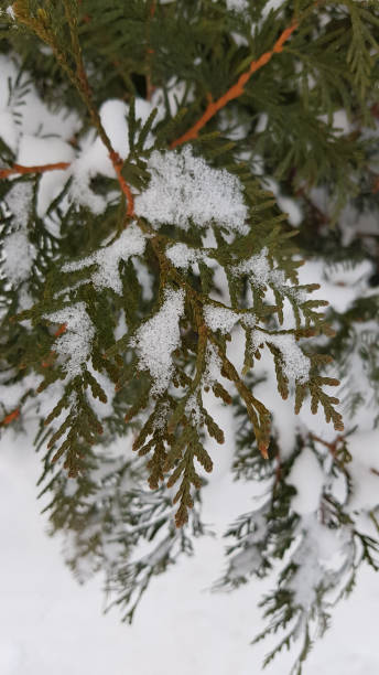 istock Brown branches and lush green evergreen needles covered by clean white snow. Natural textures of coniferous tree twigs with clean white snowy background. Winter frosty weather backdrop. 1176387797