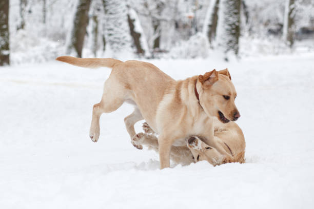 hunde im schnee spielen. winter hunde-spaziergang im park - snow dog walking running stock-fotos und bilder