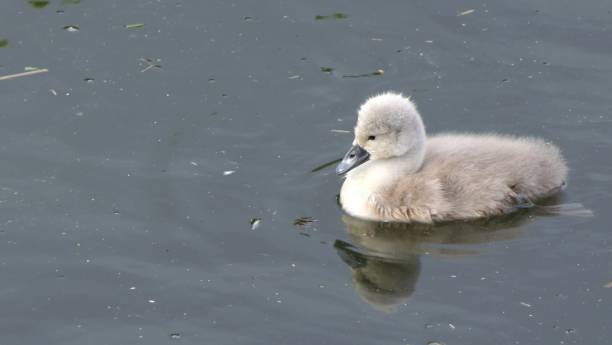 istock Swanling in the water 1176389554