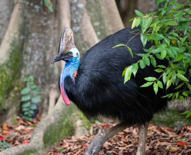 CASSOWARY