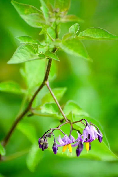 Flowers and branch of bittersweet nightshade, Solanum dulcamara. Horicon National Wildlife Refuge, Horicon, Wisconsin, USA.