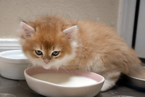 istock Kitten  breed British shorthair with green eyes drinking milk from a bowl 1176390519
