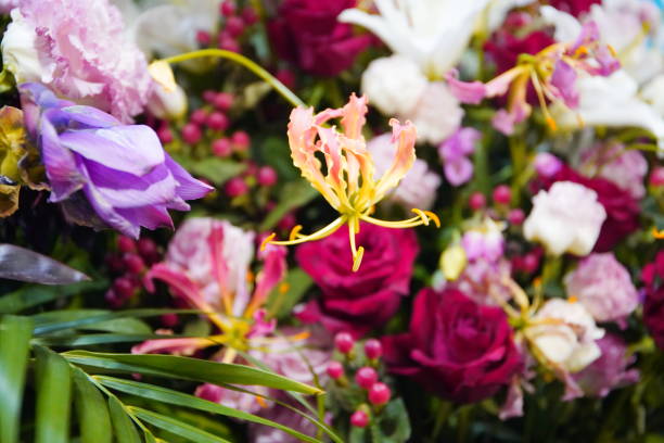 istock colorful and beautiful blooming flowers 1176390546