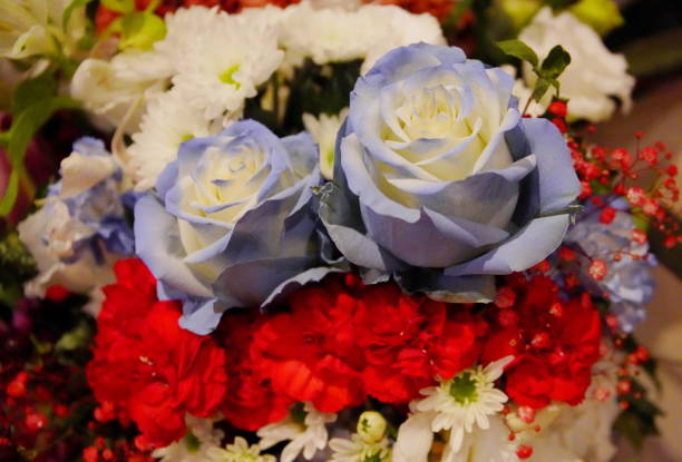 istock colorful and beautiful blooming flowers 1176390608