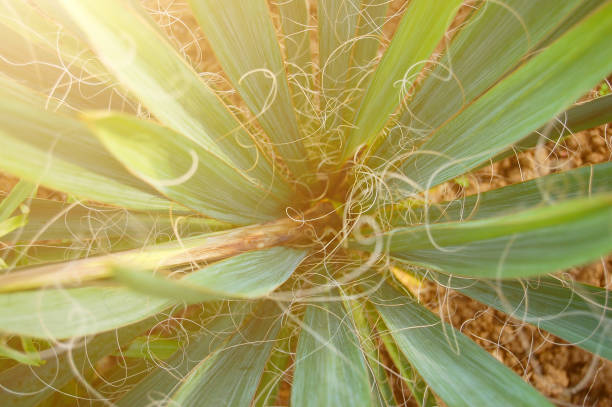 Garden flower plant with long leaves