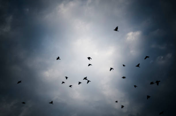 istock Flock of crows against moody blue sky 1176391729