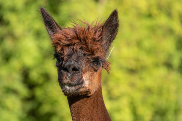 istock a white and two brown shorn alpacas stand on a pasture and look curiously into the camera 1176395225