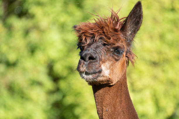 istock a white and two brown shorn alpacas stand on a pasture and look curiously into the camera 1176395234