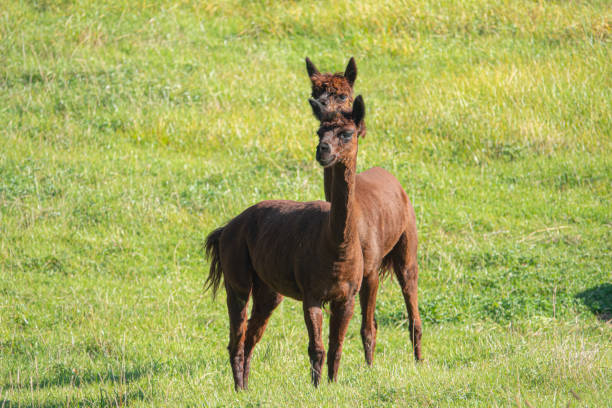 istock a white and two brown shorn alpacas stand on a pasture and look curiously into the camera 1176395241