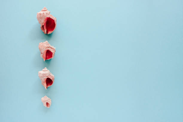 istock Sea shells with flower on blue background. Closeup view, flat lay 1176395754