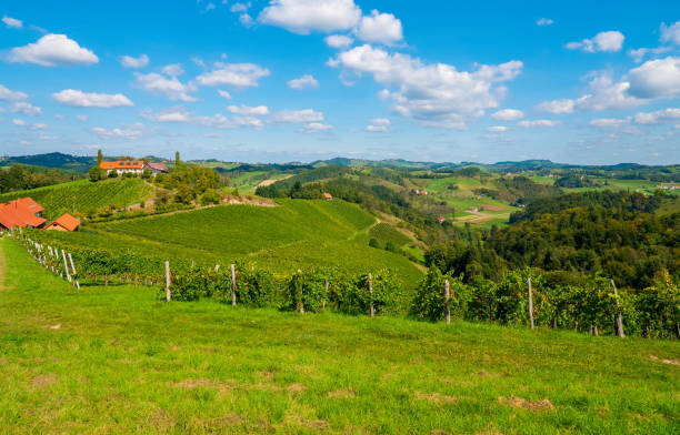 Beautiful vineyards in Southern Styria, Austria in autumn. The beautiful place is located directly next to the Slovenian border.