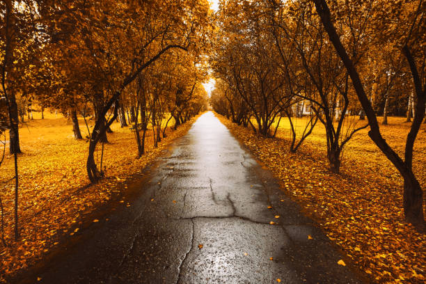 Autumn countryside landscape long road. Autumn yellow leaves. Hello autumn concept. Sunrise sunset with sunbeams in fresh air
