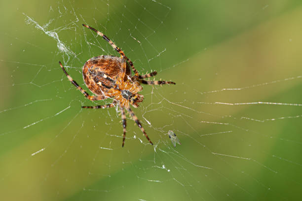 istock a large cross spider sits in her spider's web and lurks for prey 1176396739