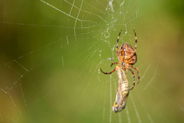 istock a big cross spider has caught a wasp as prey in its spider web and is now spinning it in 1176396780