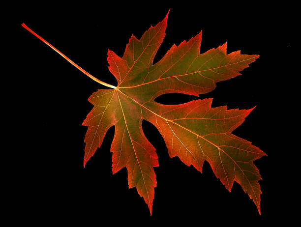 istock close up image of autumn leaf on black background 1176396934
