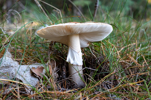 Poisonous mushroom growing in the forest. Inedible mushrooms growing in Central Europe. Autumn season.