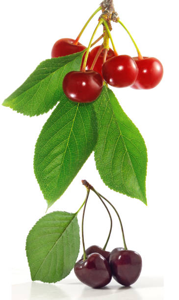 istock isolated image of ripe cherries on a white background closeup 1176397346