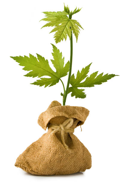 istock image of a sprout in a sack on a white background 1176397428
