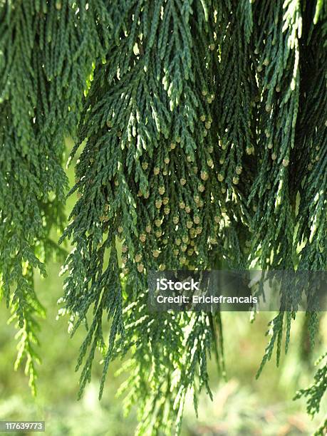 Cyprys Oddział - zdjęcia stockowe i więcej obrazów Kadzić Cedrowe Drzewo - Kadzić Cedrowe Drzewo, Kryptomeria, Pączek - Etap rozwoju rośliny