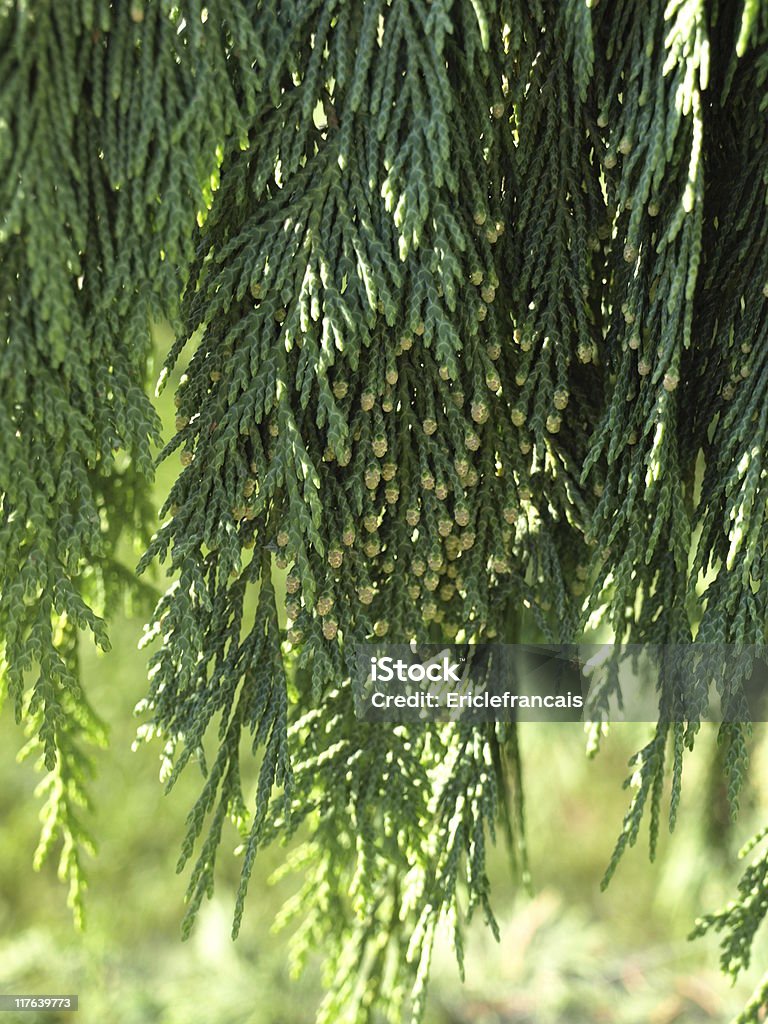 Cypress филиал - Стоковые фото Калоцедрус низбегающий роялти-фри
