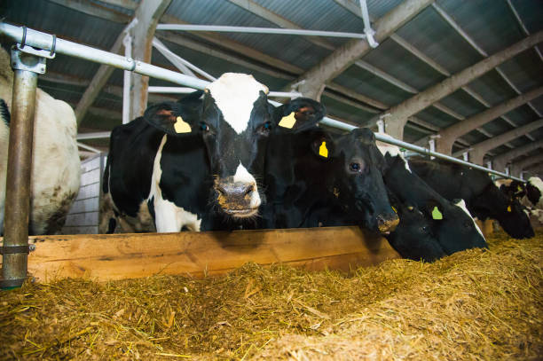 istock Cows in a farm. Dairy cows 1176398294
