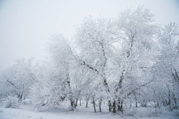 istock Winter trees in the snow 1176398648