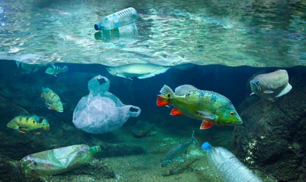プラスチック廃棄物で汚染された水中の魚 - pond life ストックフォトと画像