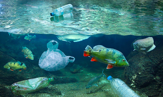 Fishes in water polluted with plastic waste