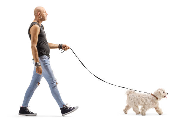 istock Hipster man walking a small white dog 1176398984