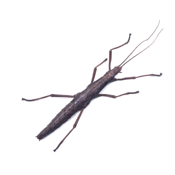 Stick insect.