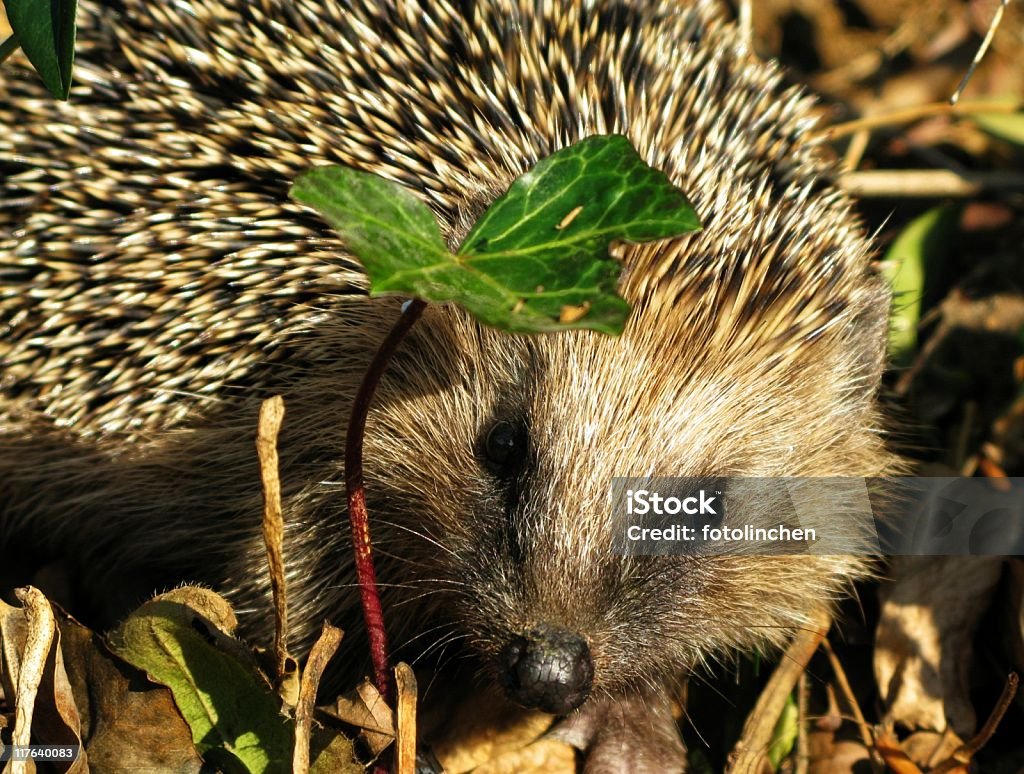 Ouriço-cacheiro - Foto de stock de Animal royalty-free