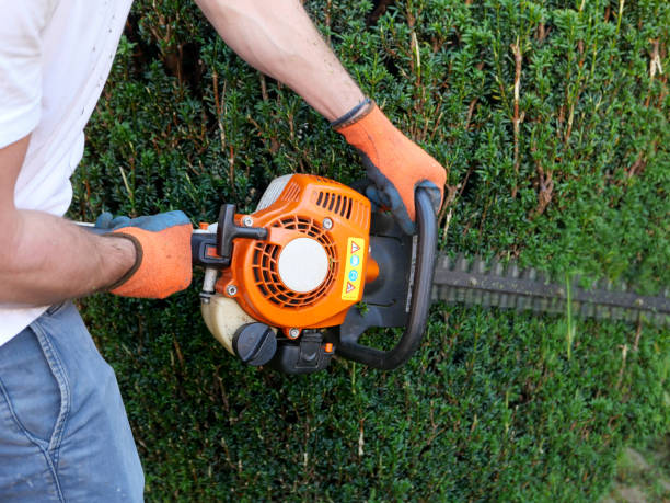 istock Man using a petrol powered hedge trimmer to shape the sides of an evergreen hedge 1176401321