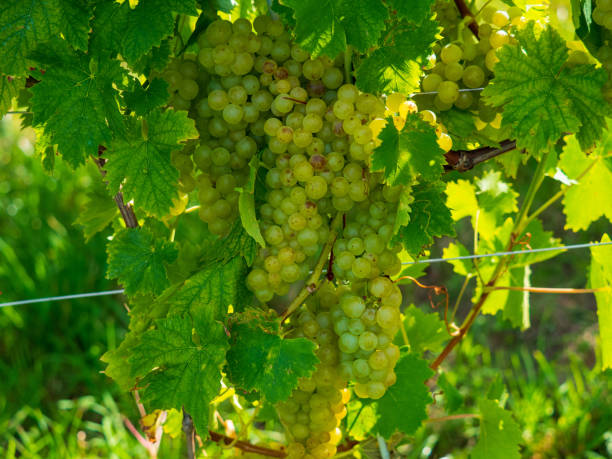 White grapes in southern Styria, Austria Beautiful vineyards in Southern Styria, Austria in autumn. The beautiful place is located directly next to the Slovenian border. leutschach an der weinstraße stock pictures, royalty-free photos & images