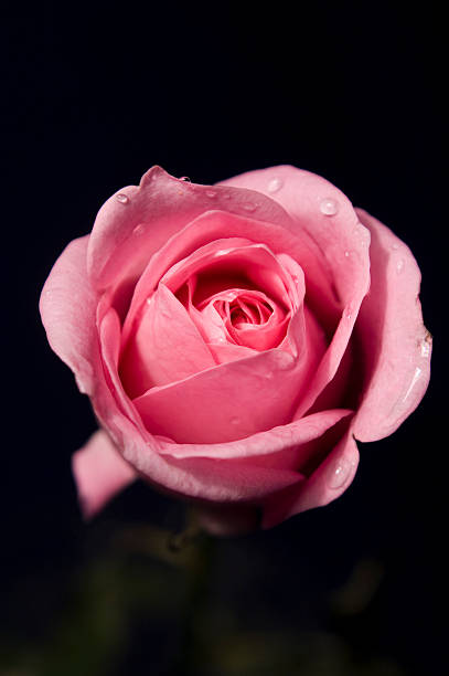 Beautiful rose stock photo