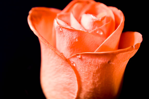 Beautiful rose stock photo