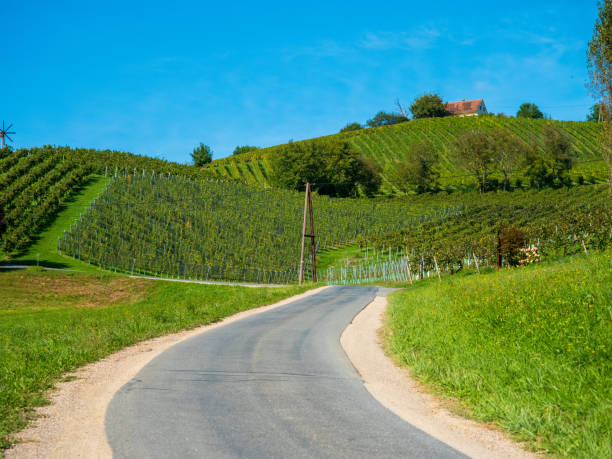 istock Vineyards in southern Styria, Austria 1176402149