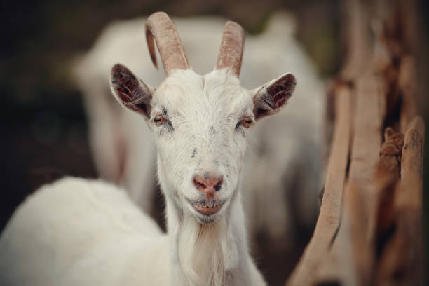 istock Portrait of a white goat 1176402181