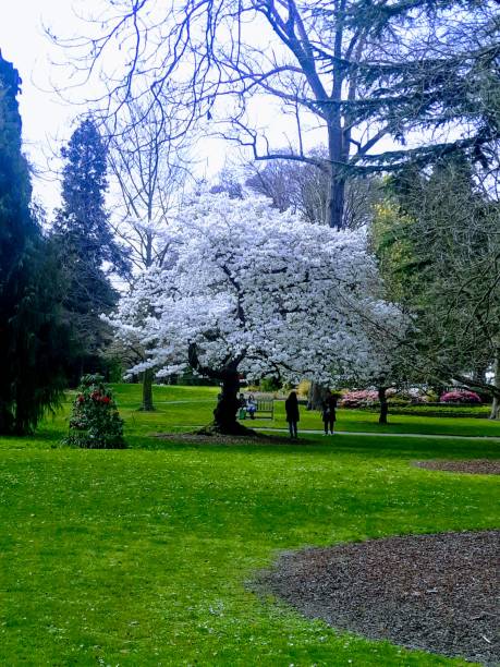 istock Christchurch Botanical Gardens 1176402338