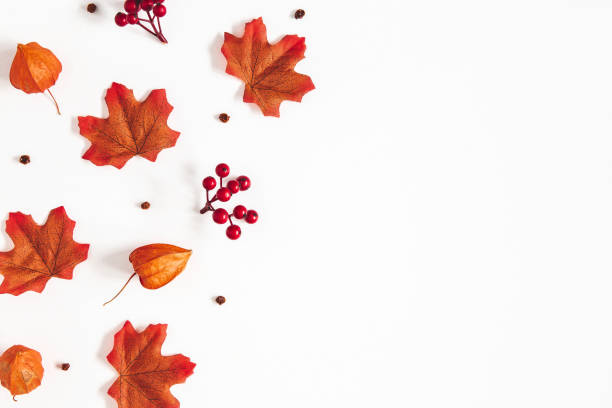 istock Autumn composition. Pattern made of flowers, maple leaves, berries on white background. Autumn, fall, thanksgiving day concept. Flat lay, top view, copy space 1176402381