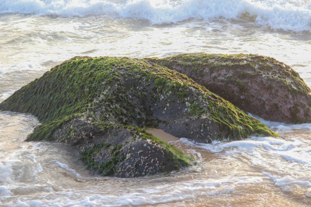 istock Rock On Sea Beach with Plants Grasses 1176403362