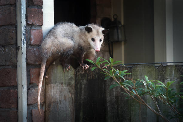Adult female Virginia opossum (Didelphis virginiana), commonly known as the North American opossum  on the fence Adult female Virginia opossum (Didelphis virginiana), commonly known as the North American opossum  on the fence opossum stock pictures, royalty-free photos & images