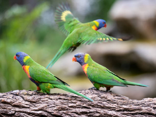 istock Rainbow Lorikeets in wildlife, Brisbane, Australia 1176403474