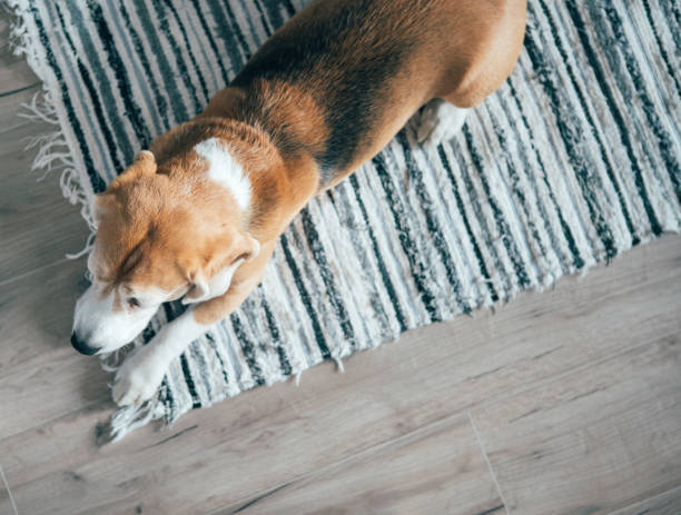 istock Beagle dog peacefully sleeping on striped mat on laminate floor. Pets in cozy home top view image. 1176404441