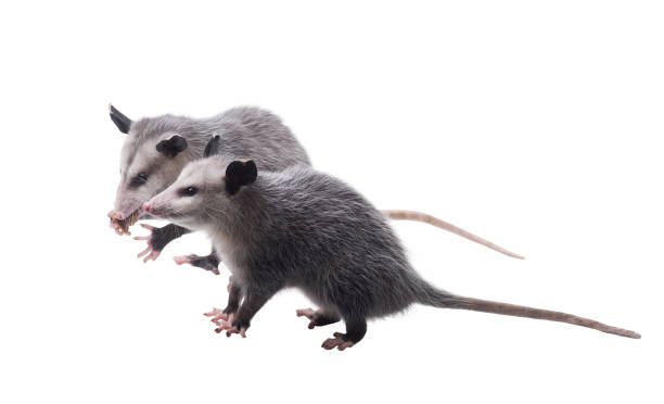 istock Two funny American possums.  Virginia opossum (Didelphis virginiana). Isolated on white background 1176405631