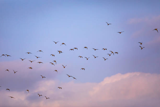 istock Flying birds. Blue purple sky background. Flying water birds. 1176405799