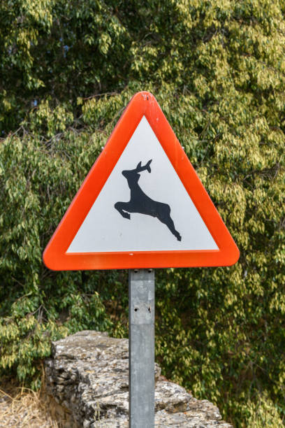 istock Deer warning road sign in Spain 1176405885