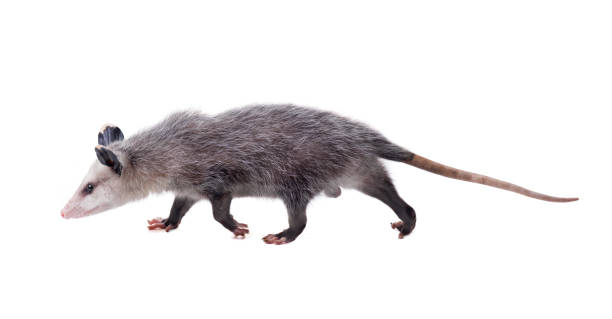 istock The Virginia opossum (Didelphis virginiana) goes on a white background. Isolated 1176406016