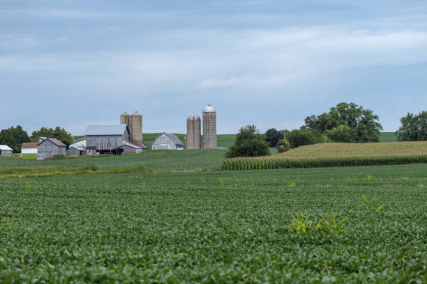 istock Huge cornfield in front of a farm with silos and barn on an overcast day 1176406572